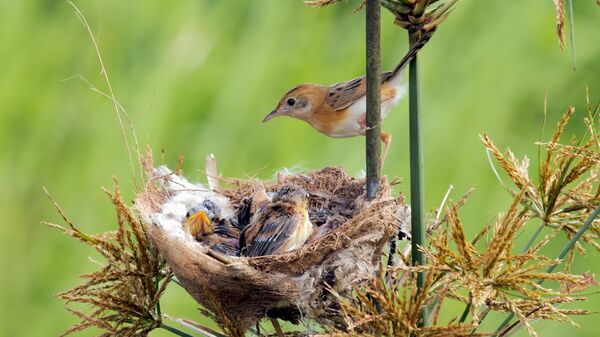 Birds Nest 